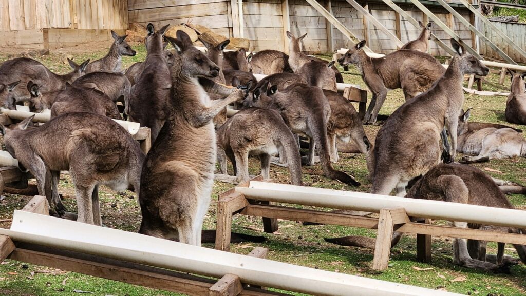 13 States Where You Can Legally Own a Pet Kangaroo - Odd News