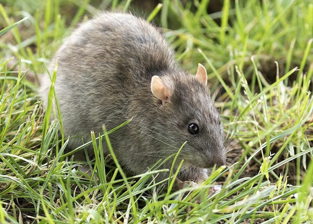 1024px Rattus Norvegicus Brown Rat 02 1200x