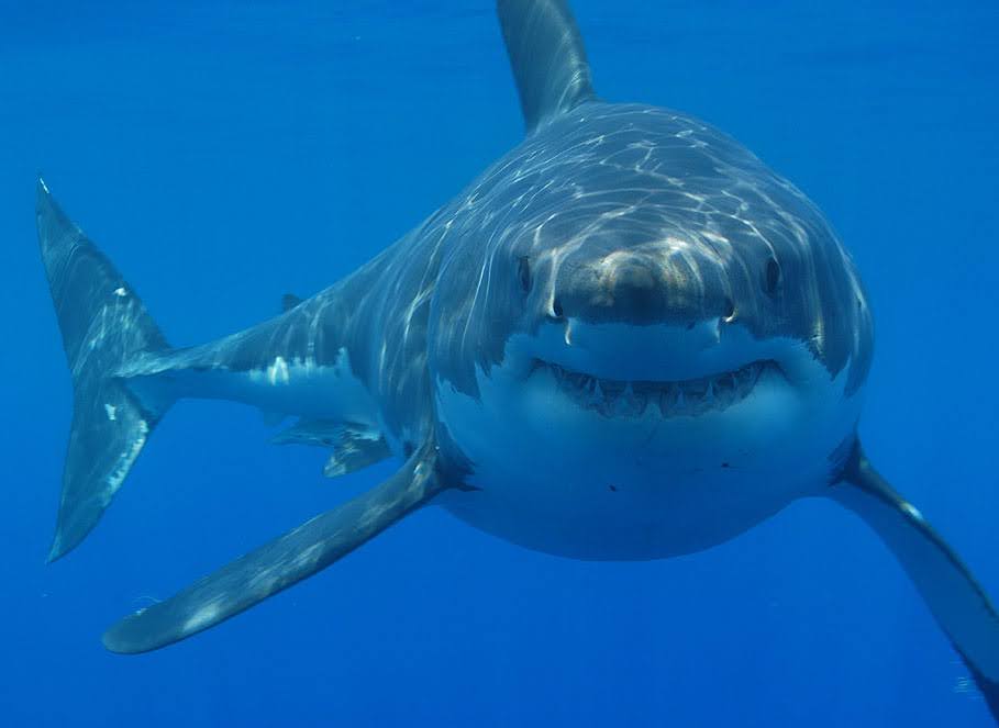Sharks Disappointed as Man Swims Martha’s Vineyard Without Being Eaten