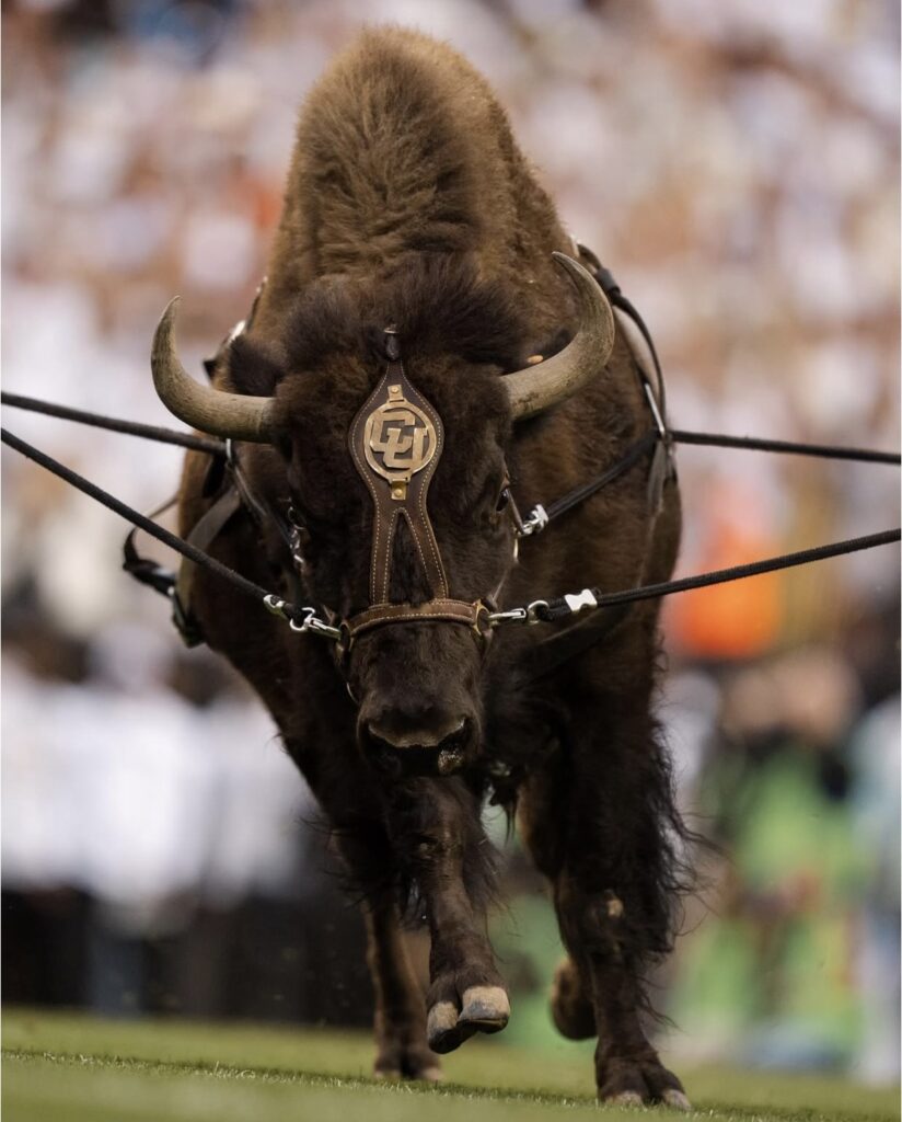 Buffalo Mascot Retires To Greener Pastures Citing “Indifference To Running”