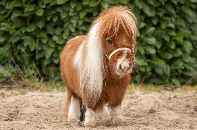 World's shortest horse measures just 21.1 inches tall