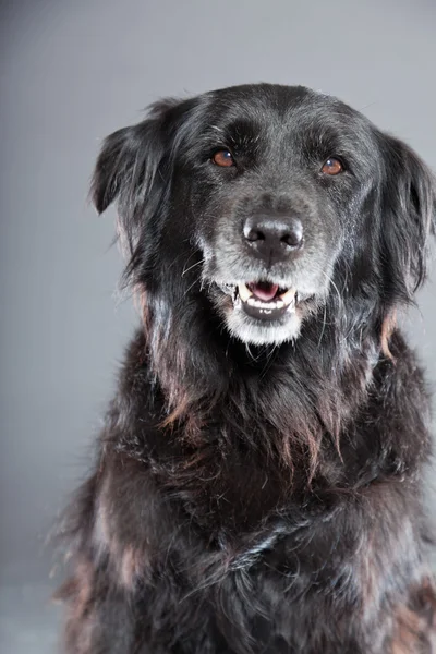 Barney at age 40. One of the oldest remaining survivors of the 1986 meltdown at Chernobyl.