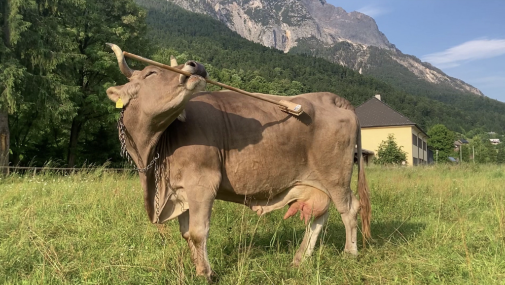 Scientists observe cow manipulating brush to scratch back