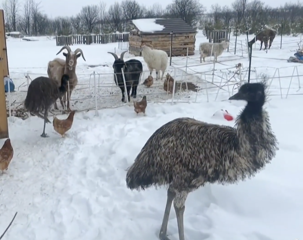 Escaped emu rampages through Ontario town, predicting 6 more weeks of winter